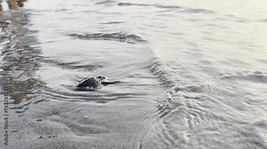 Baby Loggerhead sea turtle crawling on the beach, Belitung Island