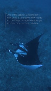 2.1K views · 52 reactions |  First oceanic manta ray tagged in...
