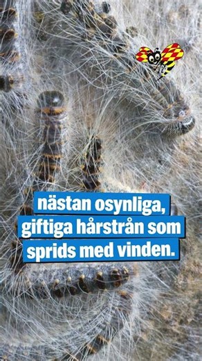 ”Attacklarven” sprids på Gotland – skjuter giftiga hårstrån