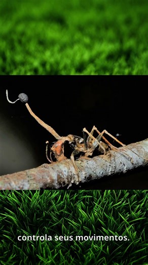 This fungus turns insects into "zombies" 🧟 #curiousfactsfromtheworld #fungi #zombies