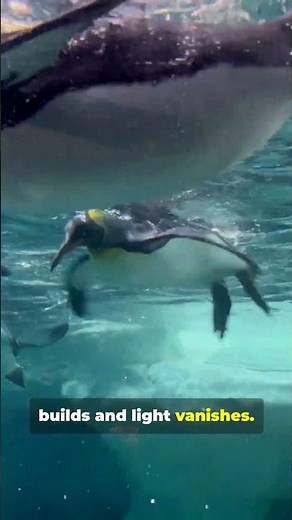 This “Cute” Penguin Hunts in Total Darkness #animalinstinctstv
