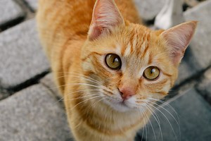 13 Orange Cat Breeds That Have Beautiful Ginger Coats