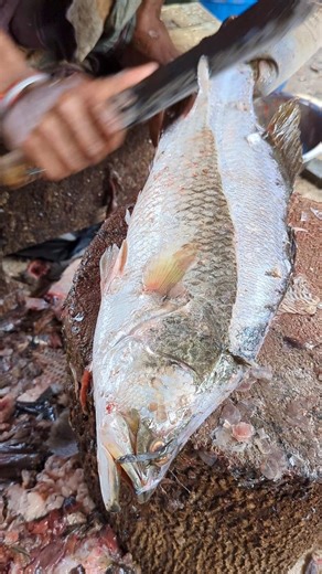 Big Koral Fish Cutting 🔥 Satisfying Sea Fish Cutting Skills | #shorts