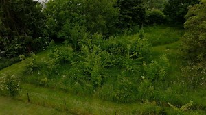 Comment créer une 'mini-forêt' dans son jardin ? - RTBF Actus