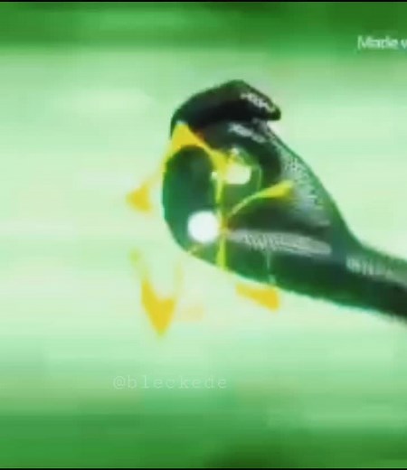 Plagg and Tikki Unify Fusion - Miraculous Ladybug