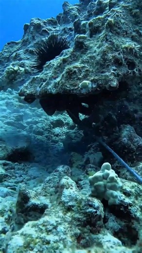 The Easiest Way to Catch an Octopus 🐙 (Fishermen’s Secret Trick!) #shortsfeed