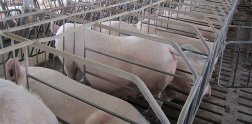 Supreme Court’s ruling on humane treatment of pigs could catalyze a wave of new animal welfare laws