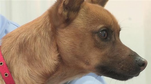 How To Hypnotize Dogs