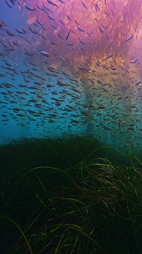right down (through) the line of a massive school of juvenile salema. I’m always amazed at the sizes of schools of fish I see when diving, and the way they always seem to move as one, no matter which direction they go. enjoy this sunset dive🤙🏻 #diving #snorkeling #gopro #ocean #fish