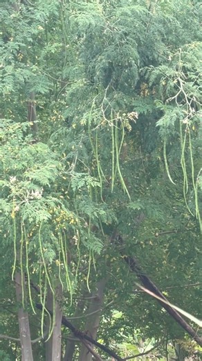 Drumstick tree# india#nyc #shorts