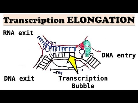 Prokaryotic Transcription ELONGATION - RNA polymerase movement via Brownian Ratchet Motion