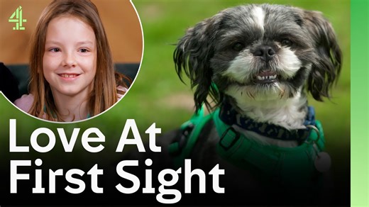 Shih Tzu Zeus may be small, but his journey to find a forever home is anything but ⚡️ After being surrendered, this adorable rescue dog begins an emotional search for a loving family who will give him the second chance he deserves 💙 #TheDogHouse #Channel4 #dogs #rescuedogs #Heartwarming #pets #dogtv | The Dog House