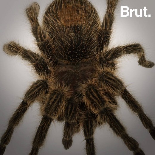 1.9M views · 1.3K reactions | Ce phénomène impressionant peut survenir une quinzaine de fois au cours de la vie d'une mygale. C'est la mue.  | Brut nature FR | Facebook