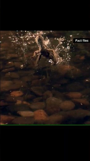 You Won't Believe How This Lizard Walks on Water! #wildlife