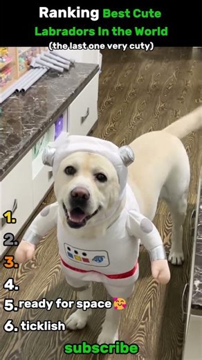 Ranking Best Cute Labradors In the World🐕😍 #funny #shorts #cute #cuteanimals #cutedog #dog