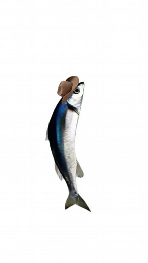 Spinning Fish: The Fascinating World of Pet Fish