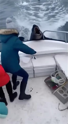Woman Saves Seal From a Giant Orca in the Arctic