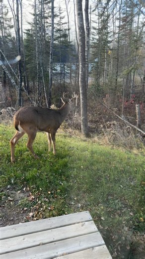 Andre Robinson on Reels