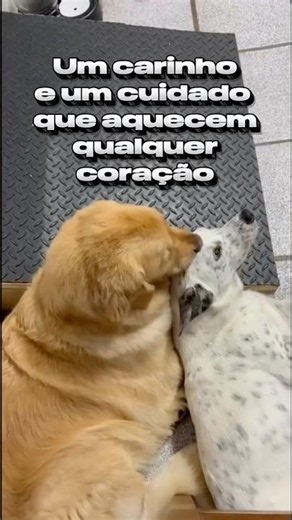 Inscreva-se ‪@brisaebrothers‬ Um carinho e um cuidado que aquecem qualquer coração. 🥹🐾