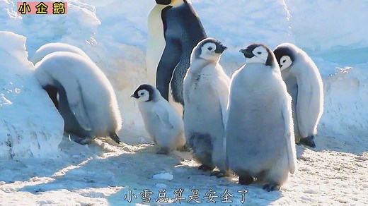 小企鹅：小企鹅从小不受待见，又萌又坚强，实现逆袭