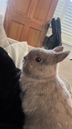 Importance of Rabbit Rescue and Care