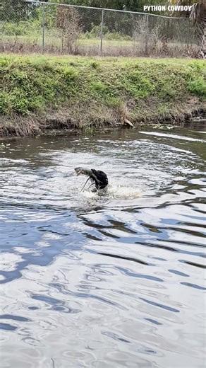 78K views · 1.6K reactions | Ole Air Otto at it again... | Python Cowboy Hunts | Facebook