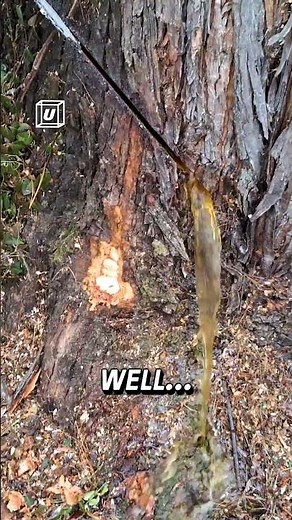 Rotted tree stump gushes water 😲🌳 🎥: Stephen Arnold via ViralHog