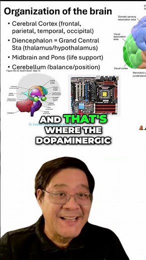 #23 Brain Anatomy - Understanding Cerebral Cortex and Parkinson's