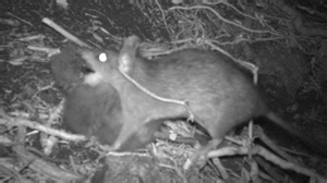 $3m battle nets just 100 island rodents