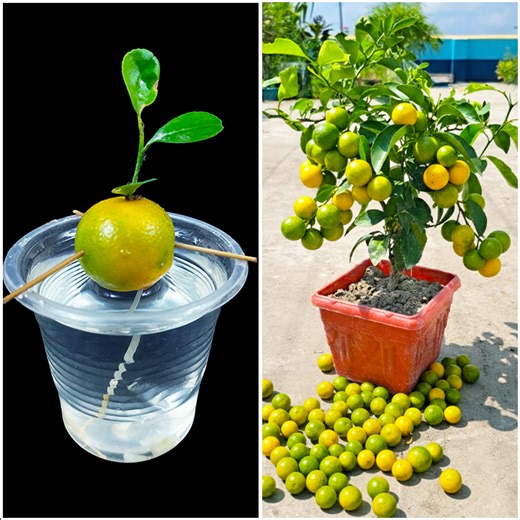 21K views · 392 reactions | Grow healthy orange plant at home | Easy gardening for beginners | 100% success tips | Dian Creative | Facebook