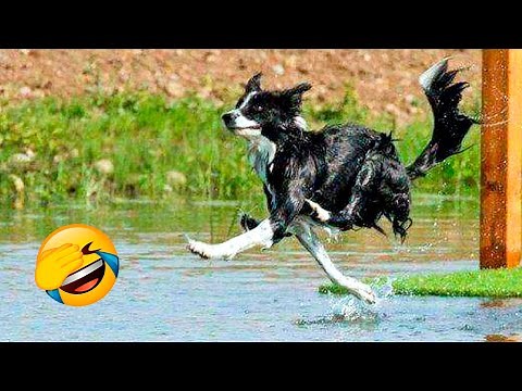 Funniest Dogs And Cats Videos - Best Funny Animal Videos 2022 😂