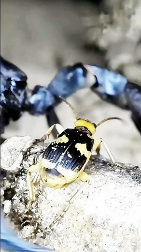 Scorpion vs Assassin Bug – Who Will Survive This Brutal Insect Fight?