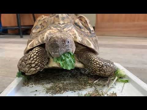 Zoo To You: Meet Kupa the leopard tortoise