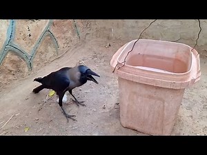 Talking Crow Viral Video - क्या आपने देखा इंसानों जैसे बोलने वाले कौए का विडियो