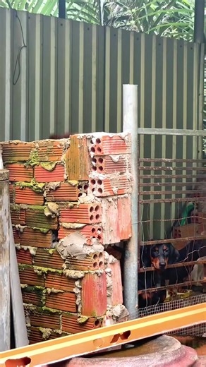 Những chú chó đáng yêu trong cuộc sống