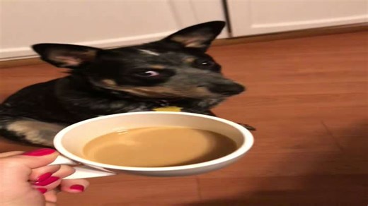 Grumpy Pup Growls at a Morning Cup of Coffee