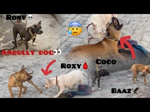 New vlog ☠️pittbull dog vs apbt dog 👻 Dog videos // masti mein fight ho gay Bachi😰#dogvlog 