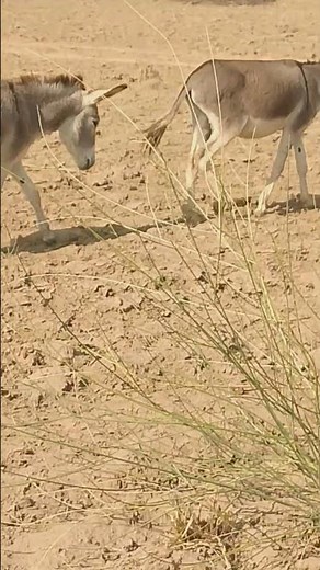 young Donkey 🐴 meaning short #animalslife #beautiful