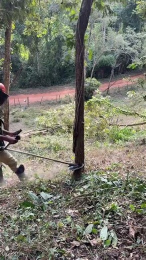 Amazing Tree Cutting Skills with Brush Cutter | Satisfying Forest Cleanup