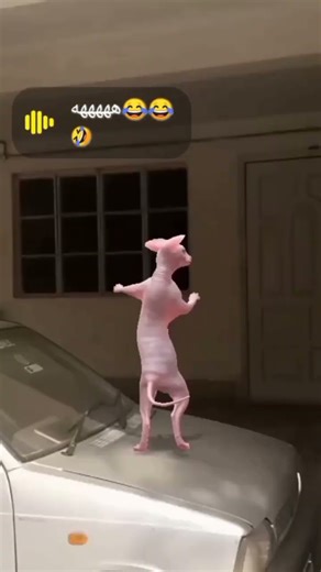 dancing sphynx cat #viral #youtubeshorts #sphynxcats #shorts #shortvideo