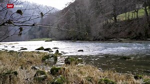 Grenzfluss Doubs JU: Nach Fischsterben geht es wieder bergauf