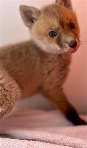 And just like that, the 2025 season comes to an end 🐾 With tomorrow being New Year’s Eve, this will be our final post of 2025 — and what an incredible year it has been. Thanks to the continued support of our followers and the dedication of our amazing volunteers, Cleethorpes Wildlife Rescue has taken huge steps forward this year. Over the past 12 months, we’ve made significant improvements to our service, including the addition of a second wildlife ambulance in the local area, the introduction