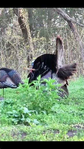 One Call Changed Everything | Spring Turkey Hunt #turkeyhunting #wildlife #gobblerhunting #shorts