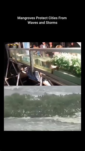 Making a difference everyday | Mangroves are one of nature’s most powerful defenses against the ocean 🌊🌿 Their dense, tangled root systems act like living walls, slowing... | Instagram