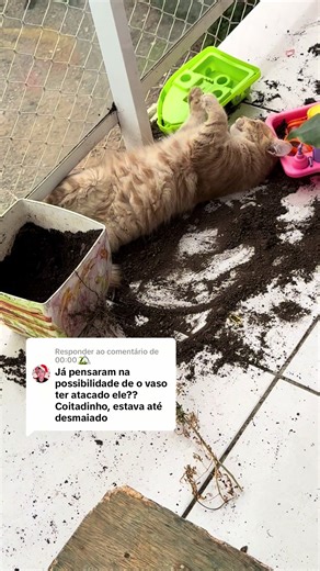 Como Fazer O El Gato: Tutorial Prático