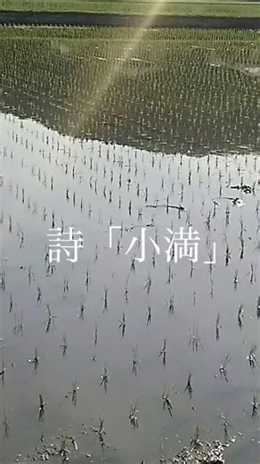 【5月21日二十四節気「小満」】詩「小満」 #shorts #詩 #小満