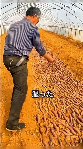 【収穫したサツマイモをまた埋める理由】数千本の新芽が出る天才的栽培法