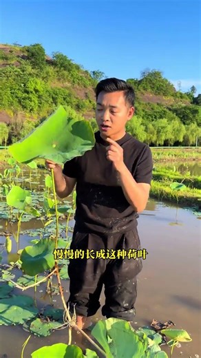 Revealed: The Secret Growth of Lotus Root Tips