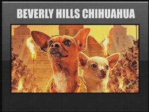 Beverly Hills Chihuahua Movie Review from Spill.com