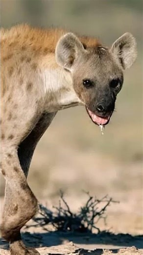 hyena sound effects | African hyena